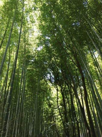 竹林の道